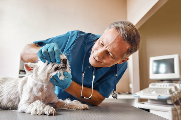 Best Emergency X-Rays and Diagnostics in Candler Mcafee, GA